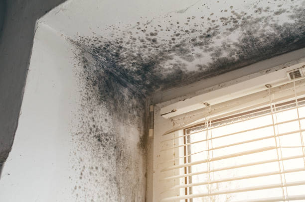 Affordable Basement Mold Removal solutions in Clearville, PA
