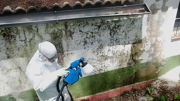 Top rated local Basement Mold Removal specialists in Clearville, PA